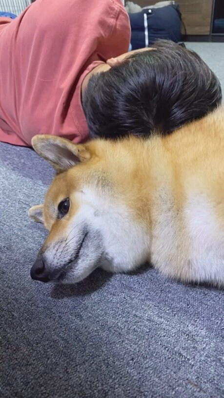 提供：柴犬ぽてとさん