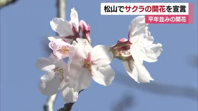 松山にも春の便り　サクラ開花宣言「大きな節目」約１週間後に満開か　花見シーズンへ【愛媛】