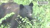 宮城県富谷市でクマを撮影　体長１メートルのクマが住宅地に＜宮城＞