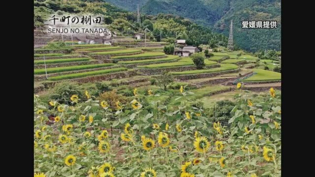 香川県 棚田カード 7種 - アンティーク/コレクション