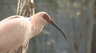 【能登人を訪ねて】#99 トキ放鳥を待ちわびる能登人