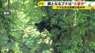 ブナ大豊作でも油断禁物　里山に定着したクマが人里に降りてくる可能性