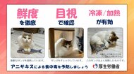 「猫パンチでは倒せません」アニサキスによる食中毒を“猫”が注意喚起 厚労省担当者の飼い主も驚き