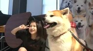 令和8年8月8日の“8”が並ぶ日に合わせて…忠犬ハチ公の古里で感謝イベント開催　秋田・大館市