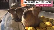 冬至　寒さに弱いカピバラにゆず湯をプレゼント　姫路セントラルパーク