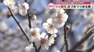 “立春”大分市でもウメ開花　近づく春「心穏やかないい気分」一方、8日は厳しい冷え込み予想