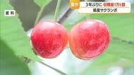 2026年のサクランボ収穫量1万200トン超見込み　3年ぶり豊作も販売価格は約2割低下　山形