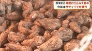 新焼酎は11月中旬から　豊作のサツマイモで仕込み　鹿児島・鹿屋市