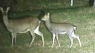 野生動物を観察　夜の軽井沢の森を探検「ナイトサファリツアー」　シカの群れやキツネ、タヌキに出会えた「たくましく暮らしている姿を見て」