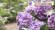 1万株のアジサイが彩る「坂の上のあじさい園」　約10年の歳月かけ整備【鹿児島】