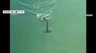 遊泳エリアに“アカシュモクザメ”　海開き前にビーチ緊迫「絶対に近づいて捕まえないで」　大分市田ノ浦ビーチ