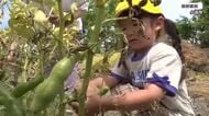 ほくほく食感で優しい甘み　若狭の特産「一寸ソラマメ」収穫を園児がお手伝い　例年並み100キロを出荷