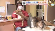 “危機”乗り越えた2匹…癒やしで恩返し 動物病院の看板犬&にゃんこ【金曜日のわんこ&にゃんこ】