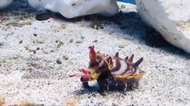 背中の模様が変化する「ハナイカ」の動きがかわいい…イカなら墨も吐く?生態を水族館に聞いた