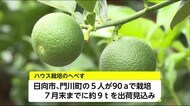 ハウス栽培のへべす 日向市で収穫のピーク 宮崎県