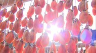 晩秋の風物詩 吊るし柿づくり【岡山・津山市】