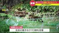 北海道でクマ出没相次ぐ…車と衝突したクマ すぐに起き上がり姿消す