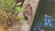 「飛びかかってきた」興奮状態のサル、富山県滑川市で連日目撃 小学校登下校時のパトロール強化
