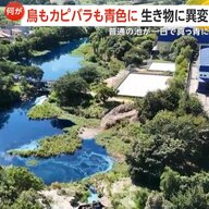 【衝撃】青く染まった鳥やカピバラ…トラック事故で化学薬品流出　池が1日で真っ青に　魚の大量死も　ブラジル