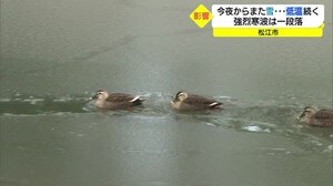 強烈寒波おさまり晴れ間も お堀の氷も解け始めカモもすいすい(島根・松江市)