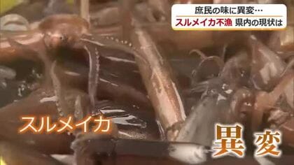 “庶民の味”スルメイカが獲れない…福井のスーパー店頭からも姿消す　原油高、海流の変化、漁師の高齢化…事情は複雑