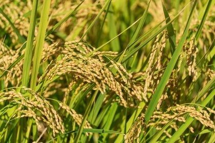 コメ高値でも苦境 「コメ農家」の倒産・廃業、過去最多前年比2割の急増 赤字が常態化、生産者の高齢化も影響