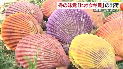 “カラフルで美味”贈答用に人気のヒオウギ貝　特産地の愛南町で出荷スタート「鍋や酒蒸しなどに」【愛媛】