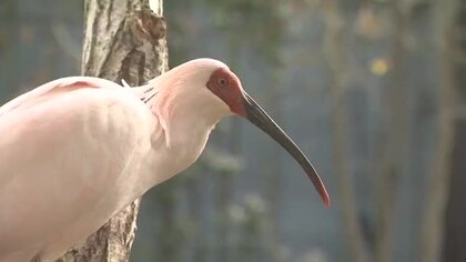 【能登人を訪ねて】#99 トキ放鳥を待ちわびる能登人