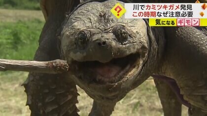 70cmのカミツキガメ捕獲　産卵時期で非常に攻撃的　環境省注意喚起「見つけたらバケツを被せ重しを」　福島・いわき市
