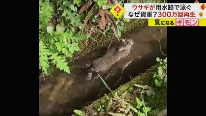 【SNS話題】“イヌかき”ならぬ“ウサかき”披露　地元猟師が“泳ぐ野ウサギ”を激写　専門家「泳ぐのまれ」　熊本県南部の山奥