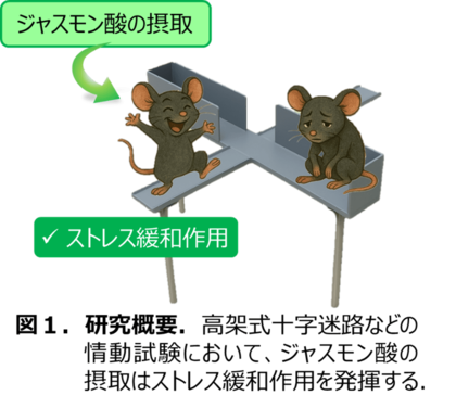 植物ホルモンとして知られていたジャスモン酸が動物で精神的ストレスの低減効果を発揮する新しいメカニズムを解明