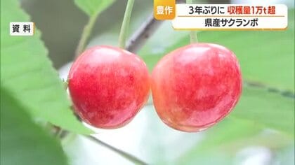 2026年のサクランボ収穫量1万200トン超見込み　3年ぶり豊作も販売価格は約2割低下　山形