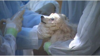 【速報】最多はペットなどの「遺棄」 動物虐待事件が過去最多170件　警察庁発表