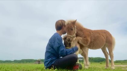 ミニチュアホースの赤ちゃん6頭猛烈アプローチ まるで犬！甘える姿が話題　かわいらしい表情にも注目【北海道発】