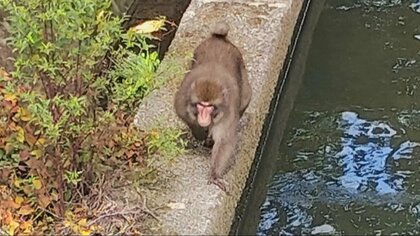 「飛びかかってきた」興奮状態のサル、富山県滑川市で連日目撃 小学校登下校時のパトロール強化