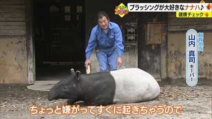 動物たちの健康はこうやって保たれている　毎朝の体重測定…リラックス効果のブラッシング　全ては健康チェックの一環