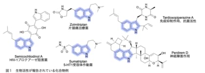 銅を使って医薬合成の効率化に貢献―狙った位置を修飾できる新反応を開発―