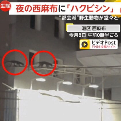 深夜の西麻布に3匹の「ハクビシン」過去には歌舞伎座でも目撃…相談件数は10年間で約2.5倍以上に　東京・港区