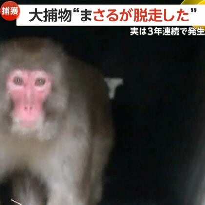 「猿が島で作業中にサルが脱走した」サル園からオスのまさる脱走…人為的ミスで3年連続　約5時間後に水路で無事捕獲も鳥取・米子市「早急に対策講じる」