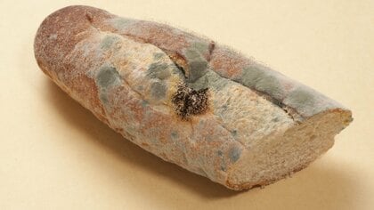 カビが生えたら取り除いても食べないで！加熱しても消えない「カビ毒」って？発がん性があるものも…対策を聞いた