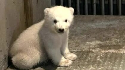 性別は“雄”　ホッキョクグマの赤ちゃん、すくすく成長　一般公開は春以降　秋田・男鹿水族館GAO