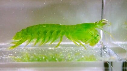 「宝石みたい」沖縄にいたエメラルドグリーンなシャコが美しい…なぜ鮮やかな緑色に？生態を研究者に聞いた