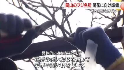 約１００種類楽しめる県内有数のフジの名所…和気町の「藤公園」でせん定作業本格化【岡山】