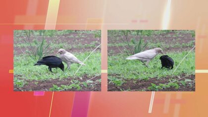 数万羽に一羽」激レアな“白いカラス”に会えるのか…取材班が捜索 普通の