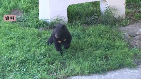 “熊駆除”のため警察・自衛隊退職者などに協力要請へ…自民PTとりまとめの熊対策「緊急提言」　岩手では犬の散歩中に男性（47）襲われる