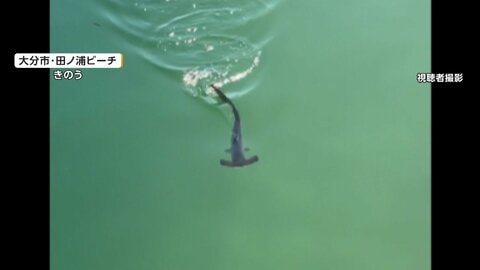 遊泳エリアに“アカシュモクザメ”　海開き前にビーチ緊迫「絶対に近づいて捕まえないで」　大分市田ノ浦ビーチ