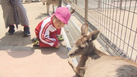 93頭のカンガルーを顔で判別！ 名物飼育員が『顔写真付きトレーディングカード』で見分けのノウハウ伝授【福岡発】