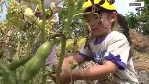 ほくほく食感で優しい甘み　若狭の特産「一寸ソラマメ」収穫を園児がお手伝い　例年並み100キロを出荷