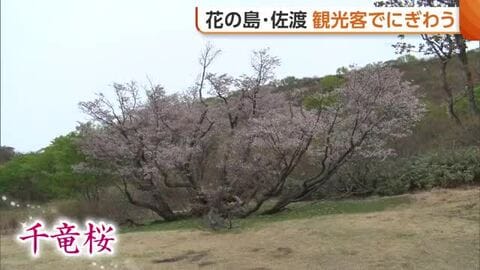 佐渡を彩る“花々”が観光客をお出迎え！夜は“ボタン”のライトアップも「こんなにきれいだとは」