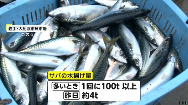 高くて食べられない」サバ水揚げ量1/10以下に激減で仕入れ価格高騰